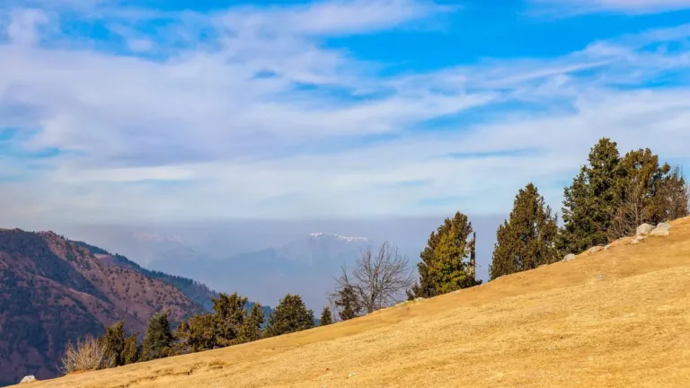 Grassy hillside with pine trees and distant mountain ridges under a blue sky with scattered clouds