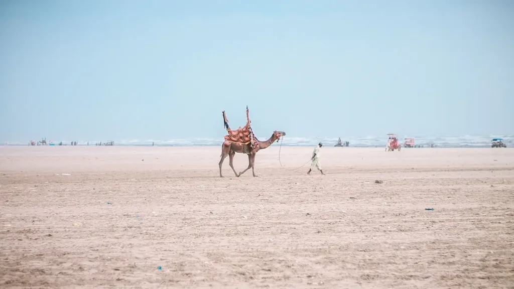 Saddled camel led by a man along the wide sandy beach in Karachi, with the Arabian Sea shoreline behind